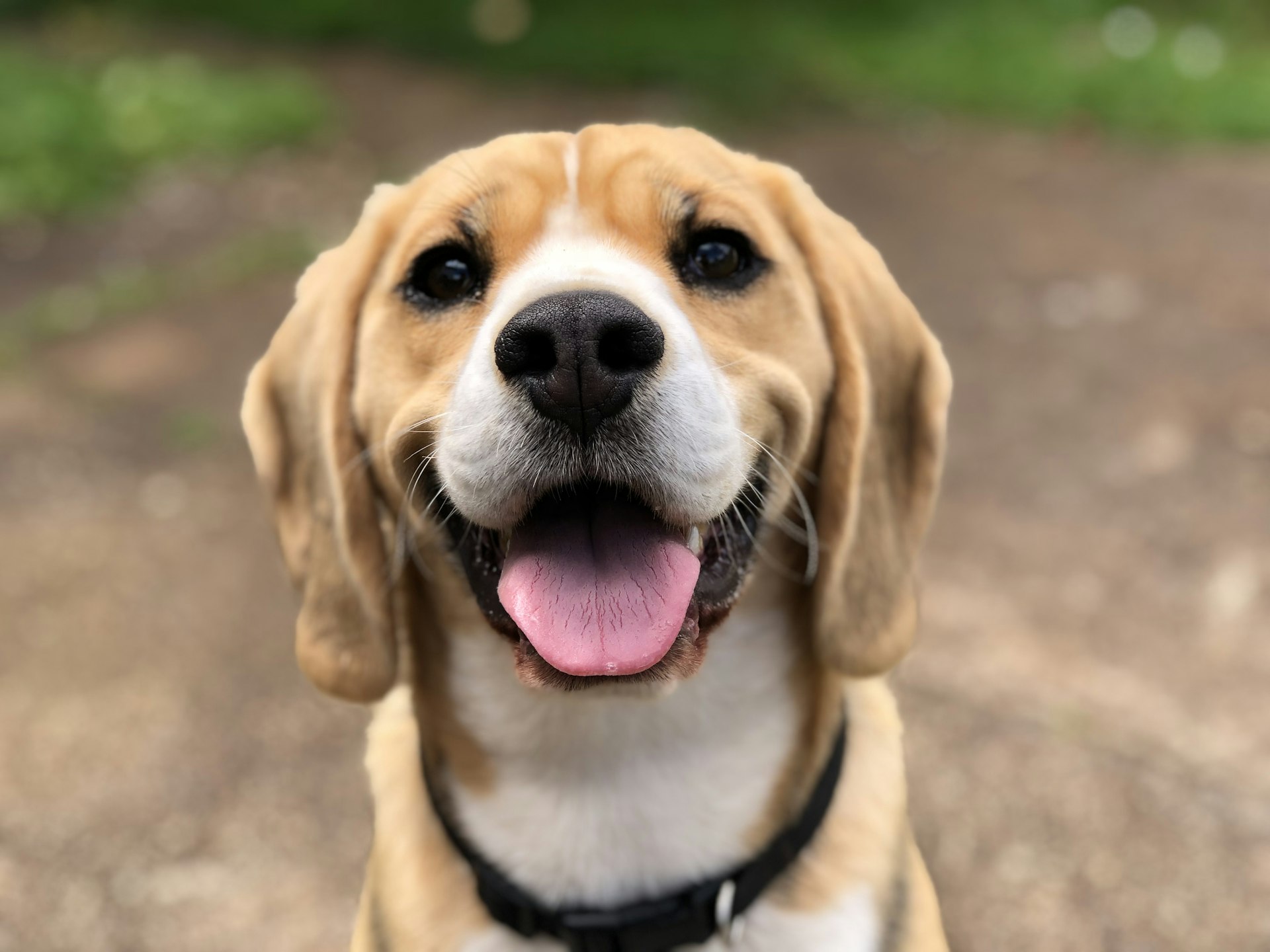 PAWSOME Pets