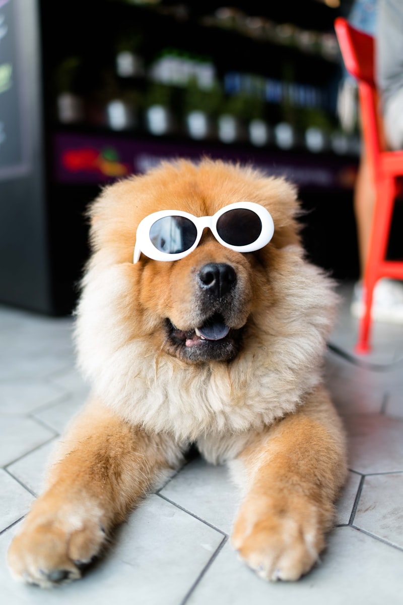 Dogs