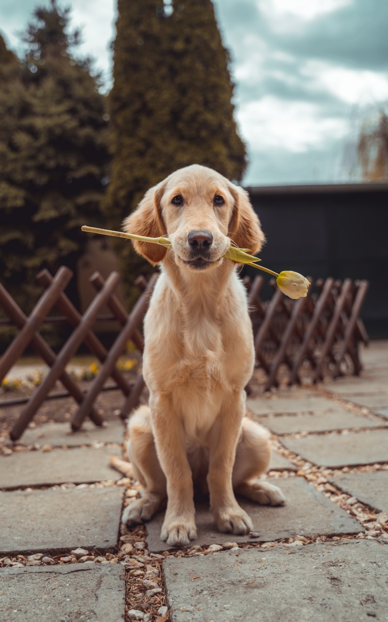 Dogs