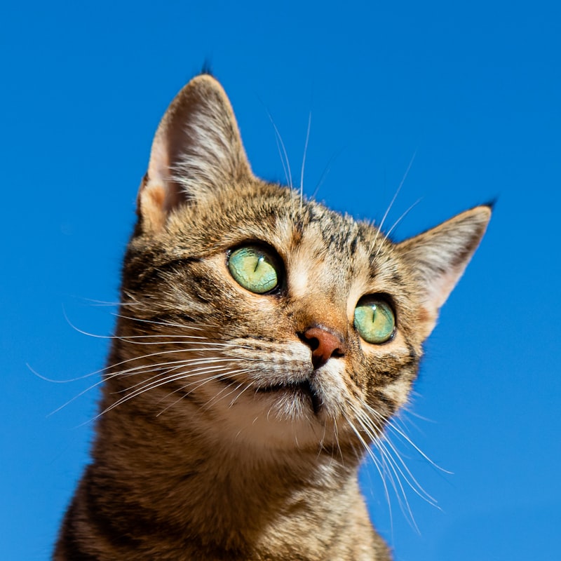 Cats